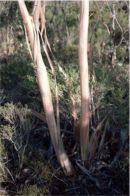 APII jpeg image of Eucalyptus kessellii  © contact APII