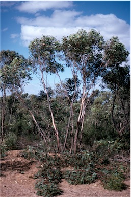 APII jpeg image of Eucalyptus kessellii  © contact APII