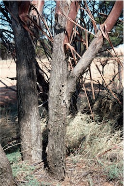 APII jpeg image of Eucalyptus kochii subsp. kochii  © contact APII