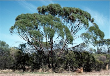 APII jpeg image of Eucalyptus kochii subsp. kochii  © contact APII