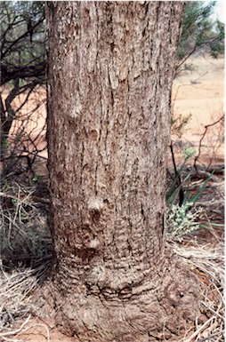 APII jpeg image of Eucalyptus kochii subsp. plenissima  © contact APII