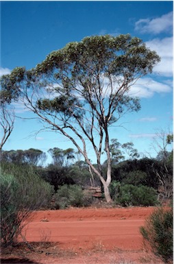 APII jpeg image of Eucalyptus kochii subsp. plenissima  © contact APII