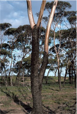 APII jpeg image of Eucalyptus kondininensis  © contact APII