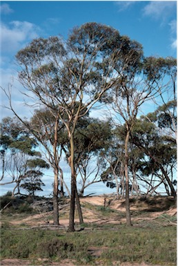 APII jpeg image of Eucalyptus kondininensis  © contact APII