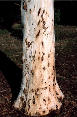 APII jpeg image of Eucalyptus laeliae  © contact APII