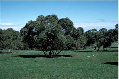 APII jpeg image of Eucalyptus lane-poolei  © contact APII