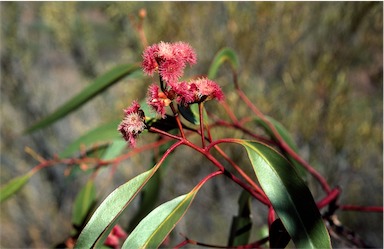 APII jpeg image of Eucalyptus lansdowneana  © contact APII