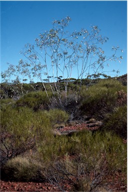 APII jpeg image of Eucalyptus lansdowneana  © contact APII