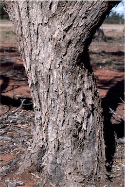 APII jpeg image of Eucalyptus largiflorens  © contact APII