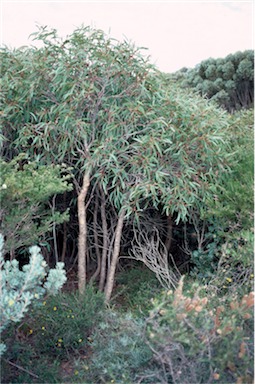 APII jpeg image of Eucalyptus lateritica  © contact APII