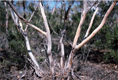 APII jpeg image of Eucalyptus lehmannii  © contact APII