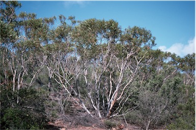 APII jpeg image of Eucalyptus lehmannii  © contact APII