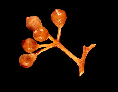 APII jpeg image of Corymbia lenziana  © contact APII