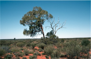 APII jpeg image of Corymbia lenziana  © contact APII