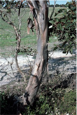 APII jpeg image of Eucalyptus leptocalyx  © contact APII