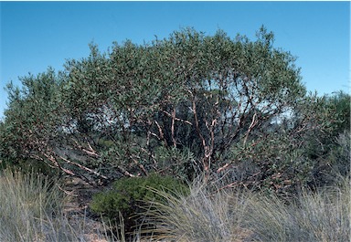 APII jpeg image of Eucalyptus leptopoda  © contact APII