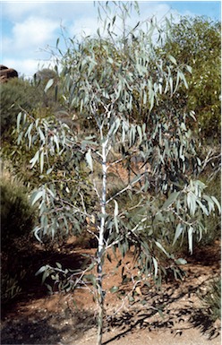 APII jpeg image of Eucalyptus lesouefii  © contact APII