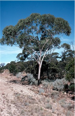 APII jpeg image of Eucalyptus lesouefii  © contact APII