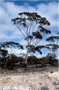 APII jpeg image of Eucalyptus lesouefii  © contact APII