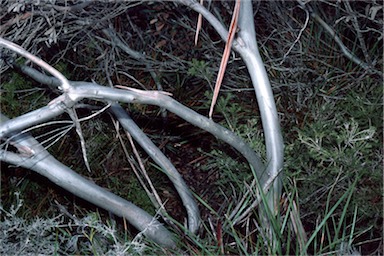 APII jpeg image of Eucalyptus ligulata  © contact APII