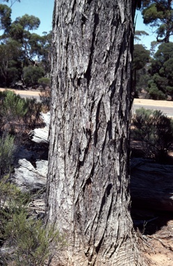 APII jpeg image of Eucalyptus longicornis  © contact APII