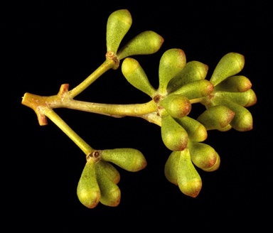 APII jpeg image of Eucalyptus loxophleba subsp. lissophloia  © contact APII