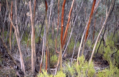 APII jpeg image of Eucalyptus sp. Flinders Ranges  © contact APII