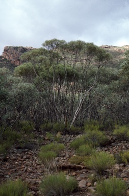 APII jpeg image of Eucalyptus sp. Flinders Ranges  © contact APII