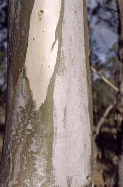 APII jpeg image of Eucalyptus amplifolia subsp. sessiflora  © contact APII