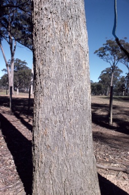 APII jpeg image of Eucalyptus campanulata  © contact APII