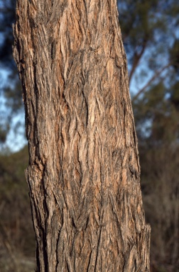 APII jpeg image of Eucalyptus apothalassica  © contact APII