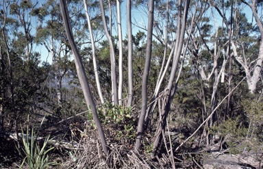 APII jpeg image of Eucalyptus codonocarpa  © contact APII