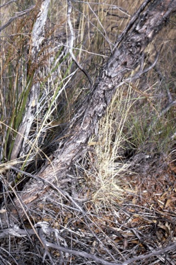 APII jpeg image of Eucalyptus aspratilis  © contact APII