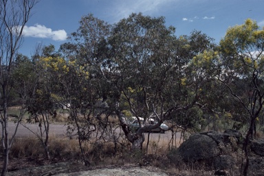 APII jpeg image of Eucalyptus bancroftii  © contact APII