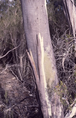 APII jpeg image of Eucalyptus barberi  © contact APII