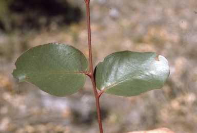 APII jpeg image of Eucalyptus baxteri  © contact APII