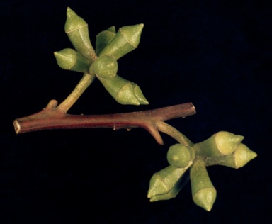 APII jpeg image of Eucalyptus botryoides  © contact APII