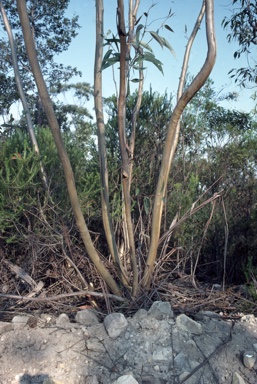 APII jpeg image of Eucalyptus burgessiana  © contact APII