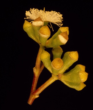 APII jpeg image of Eucalyptus burgessiana  © contact APII