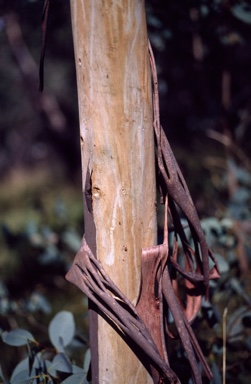 APII jpeg image of Eucalyptus camphora subsp. camphora  © contact APII