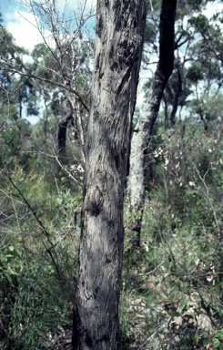 APII jpeg image of Eucalyptus capitellata  © contact APII