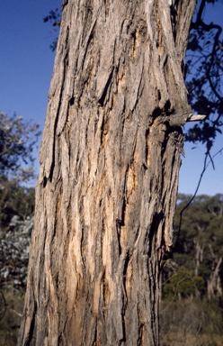 APII jpeg image of Eucalyptus cinerea  © contact APII
