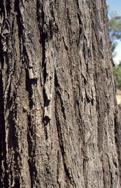 APII jpeg image of Eucalyptus crebra  © contact APII