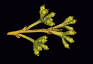 APII jpeg image of Eucalyptus dendromorpha  © contact APII