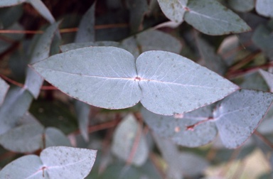 APII jpeg image of Eucalyptus dives  © contact APII