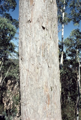 APII jpeg image of Eucalyptus dives  © contact APII