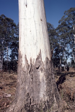 APII jpeg image of Eucalyptus dunnii  © contact APII