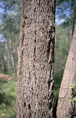 APII jpeg image of Eucalyptus elata  © contact APII
