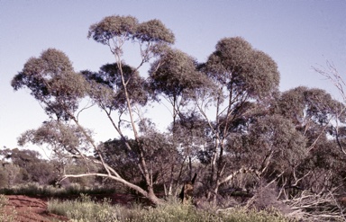 APII jpeg image of Eucalyptus eudesmioides subsp. pallida  © contact APII