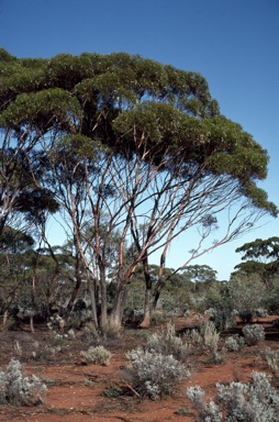 APII jpeg image of Eucalyptus oleosa subsp. oleosa  © contact APII